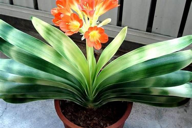 黑法师的风水寓意