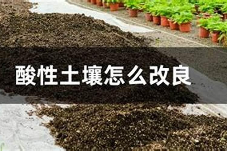 土壤酸化会产生什么影响