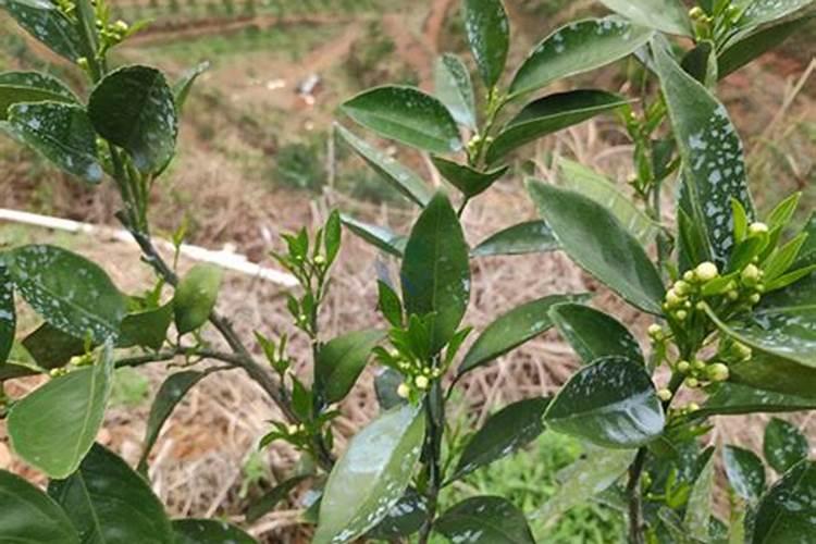 黄腐酸钾过量使用危害 如何正确使用