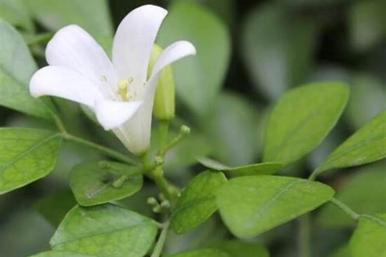 铜上市公司股票代码