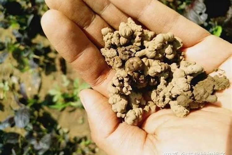 养花怎样壮根 栽花怎么能快速生根