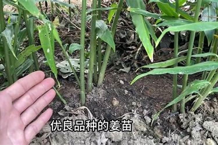 生姜用什么肥料做底肥最佳 施肥要注意什么