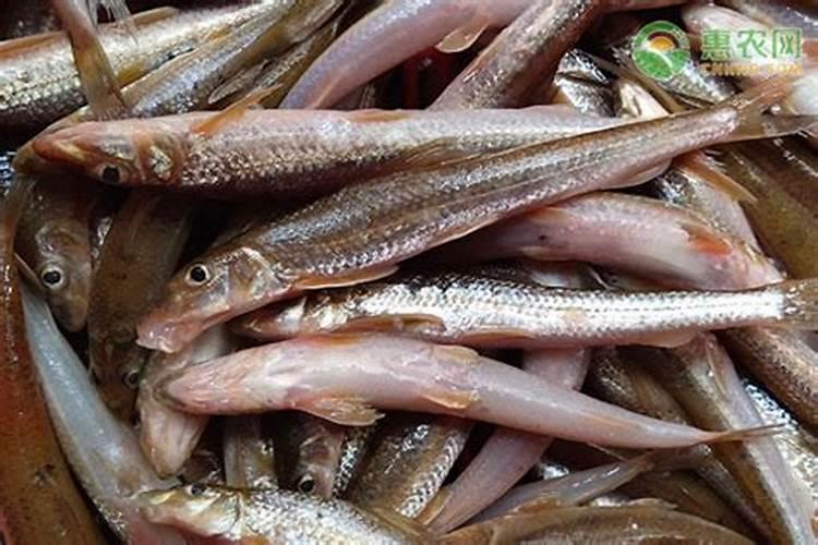 哪些食物可以补充维生素A、维生素D、钙和铁？