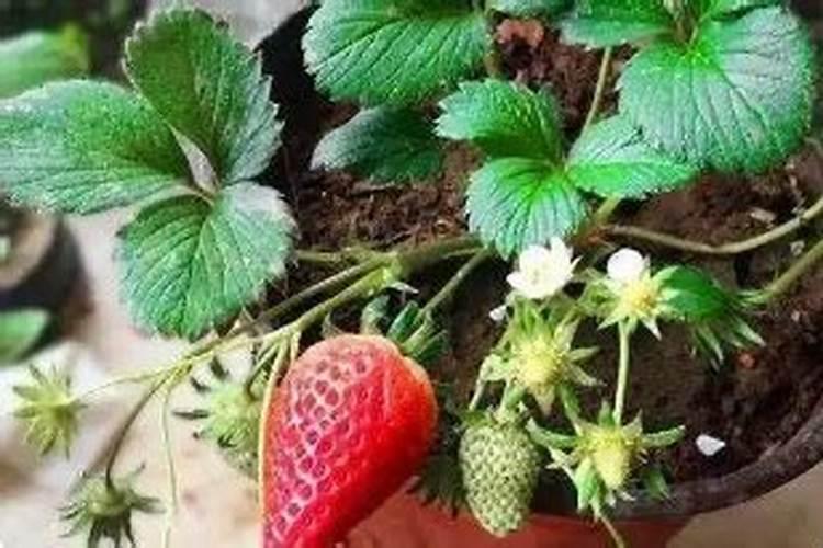 盆栽草莓用什么肥料最好