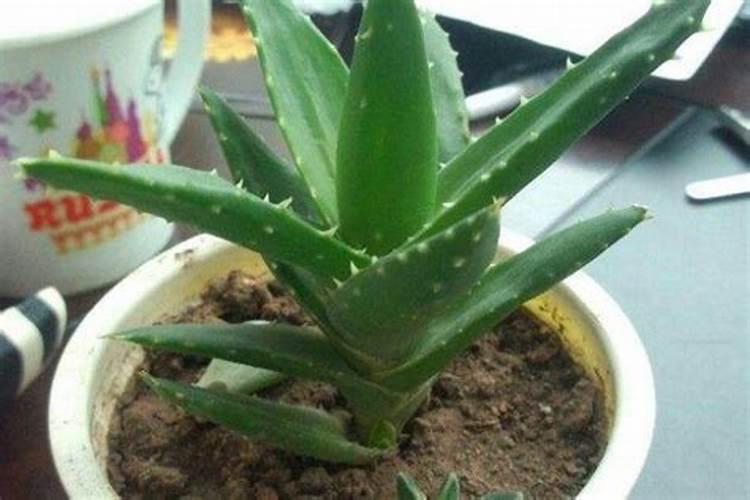 芦荟怎么生根最快,4个步骤使根须快速生长
