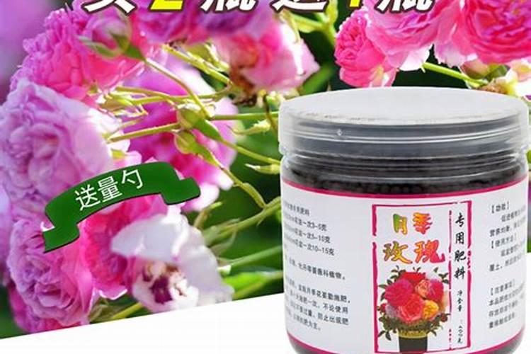 月季花用什么肥料最佳？