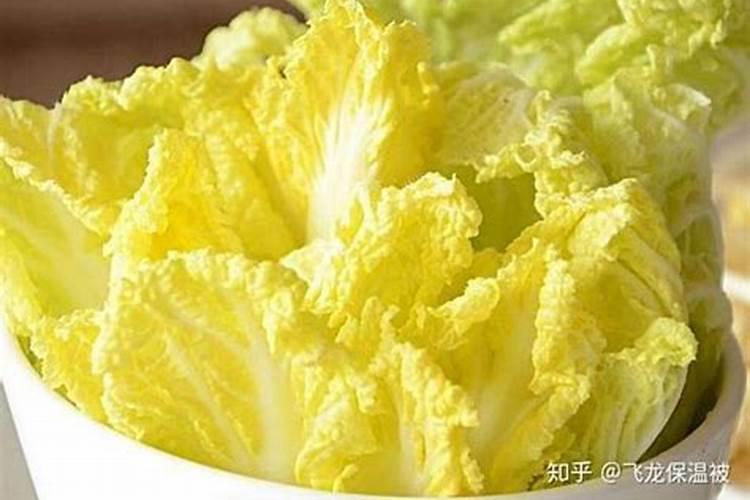 娃娃菜种植时间及栽培技巧 娃娃菜应该怎么养殖