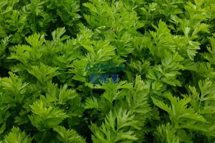 巧棵力水溶肥在芹菜上的效果如何？