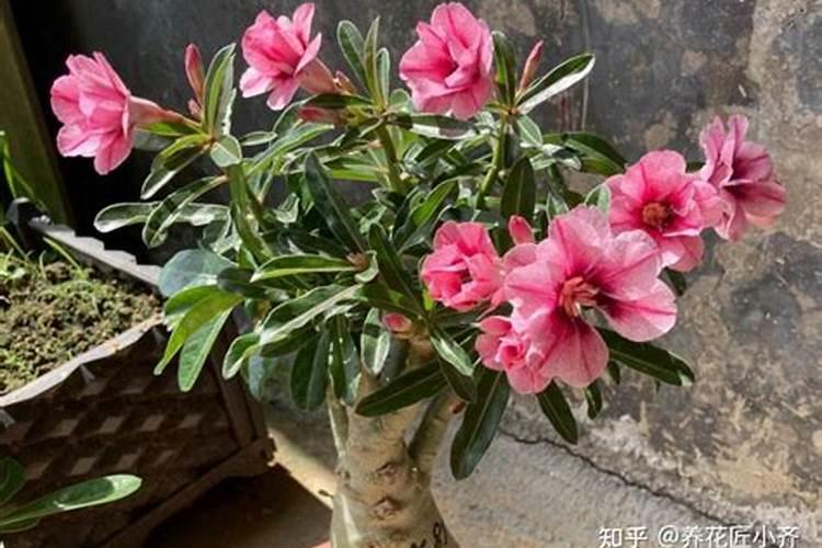 这什么花？浇多少水合适？需不需要晒太阳？晒的话多久合适？谢谢~