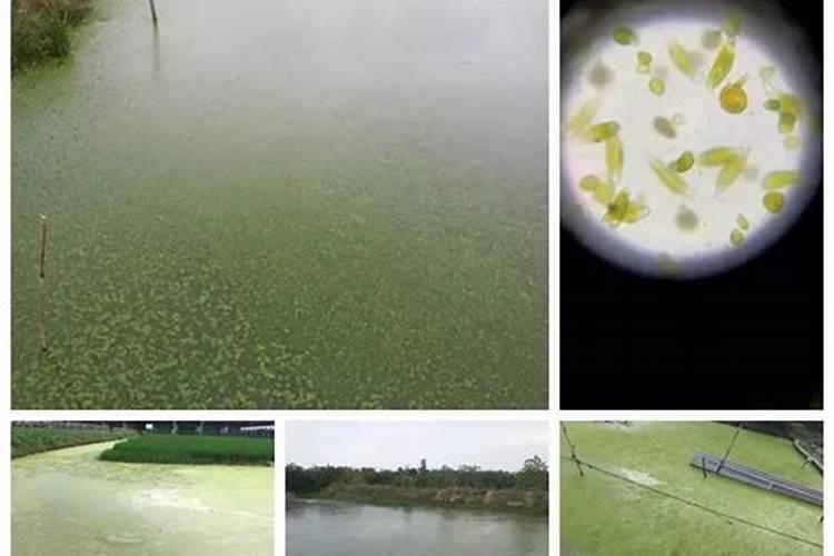磷在水产养殖有很重要作用,那养殖户如何合理补磷呢？