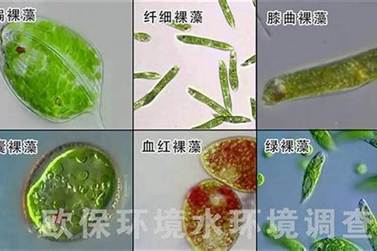 你好,轮虫塘如何肥水,老是肥不起来,鸡粪是不是放多了,水体发黑？