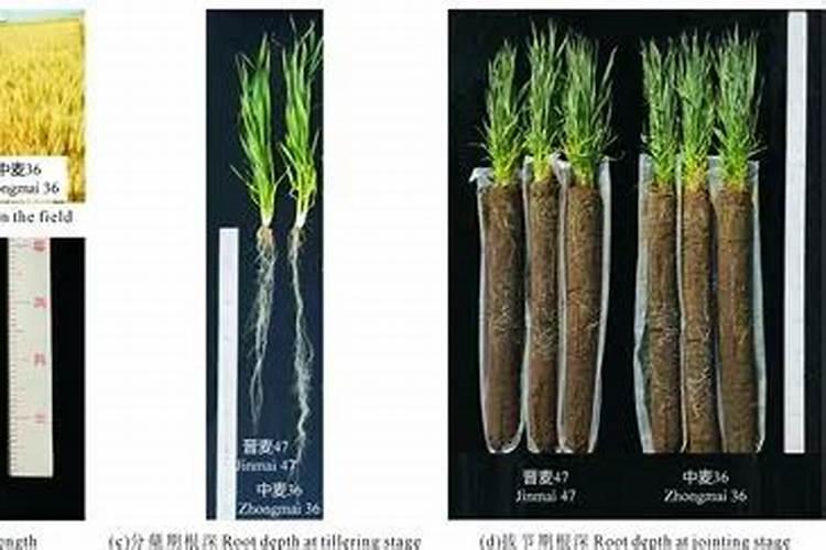 小麦叶面肥哪个好