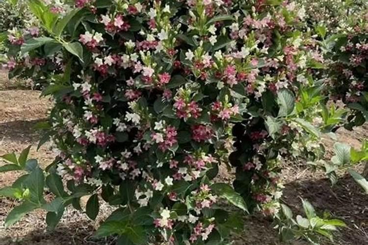 紫薇的种植与养护