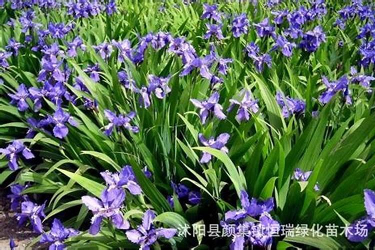 关于鸢尾的养殖方法和注意事项