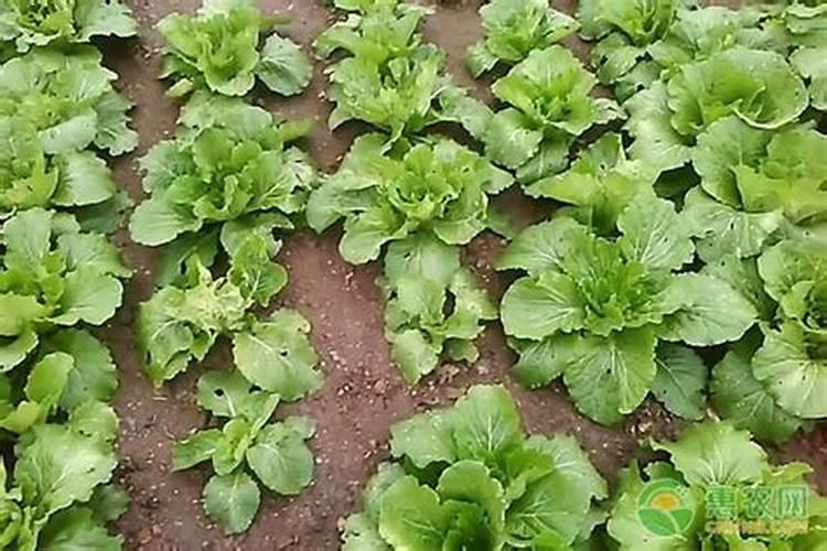 青菜施肥了几天后可以吃