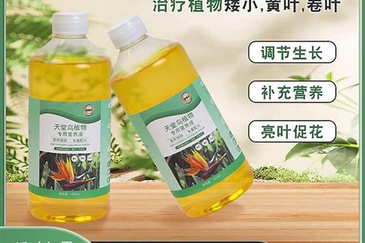 适合客厅摆放天堂鸟的注意事项 适合客厅摆放天堂鸟吗