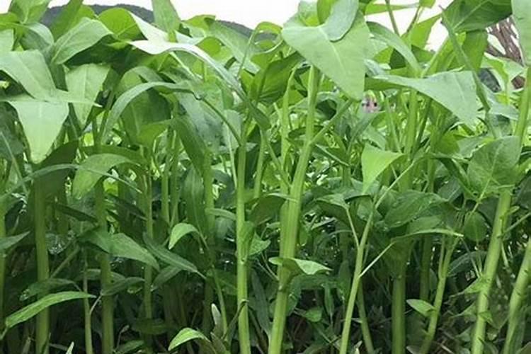 蔬菜怎么追肥 蔬菜施肥方法与技术