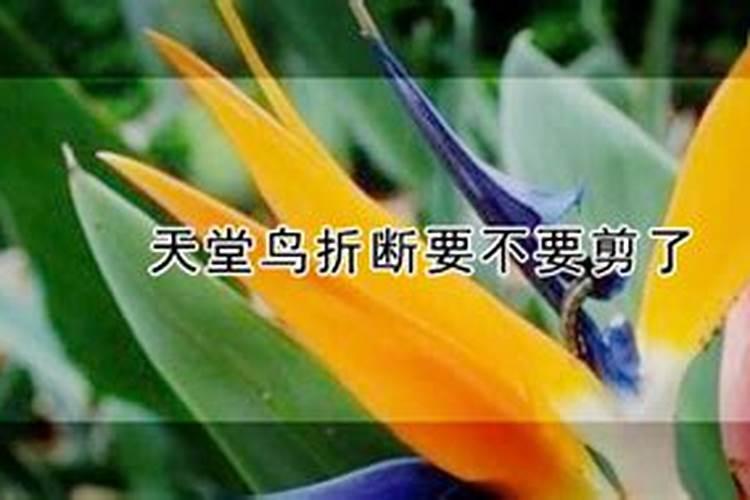 天堂鸟要施什么肥料