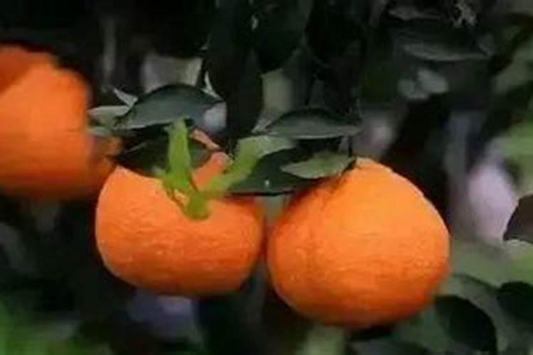 柑橘等果树在膨果期怎么施肥