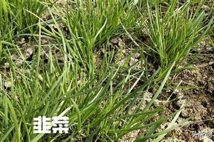 韭菜黄叶是什么原因,韭菜黄叶怎么办
