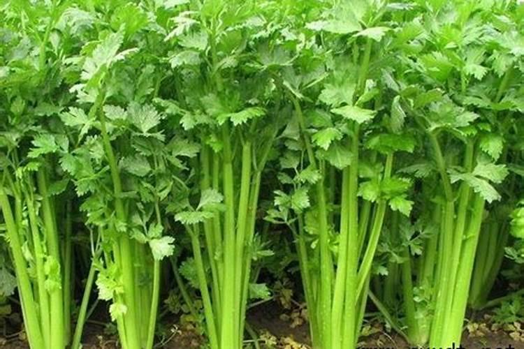 芹菜施什么肥好