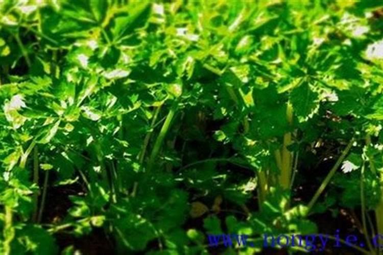 芹菜施肥要科学,芹菜怎么科学施肥？