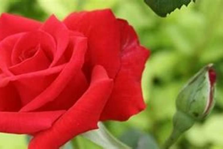 玫瑰花怎么施肥,玫瑰花施氮磷钾肥最为合适