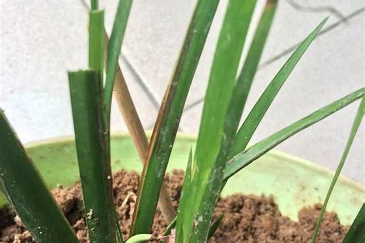 目前国内鱼蛋白肥料哪家比较好？