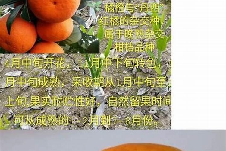 不知火该怎么施肥