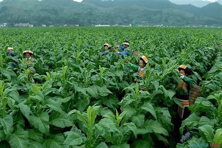 烤烟施钾肥最佳时间 什么时候使用效果好