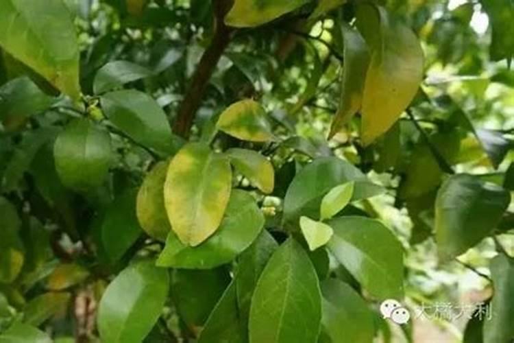 钾肥的作用是什么