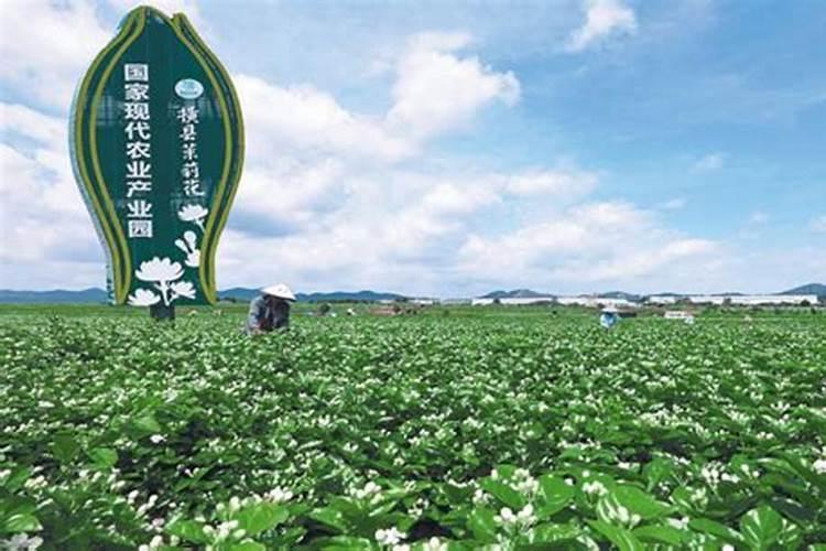 长寿花施肥的方法？
