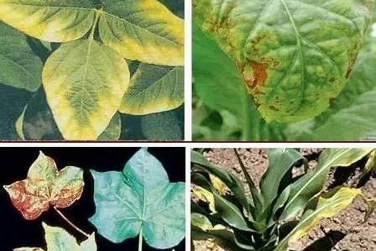 土壤中氮、磷、钾之间有拮抗作用吗？即相互之间是否影响到植物的吸收...