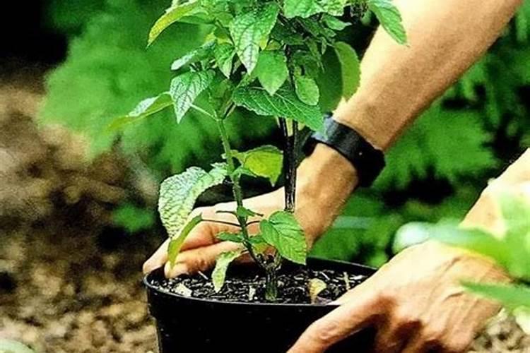 果树在移栽时,需要用矿源黄腐酸,和哈茨木霉菌吗？