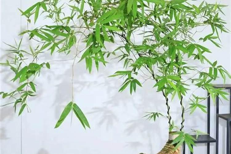 家里养的竹子用什么肥料最好？