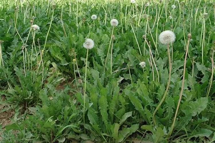 蒲公英种植如何施肥才能高产？