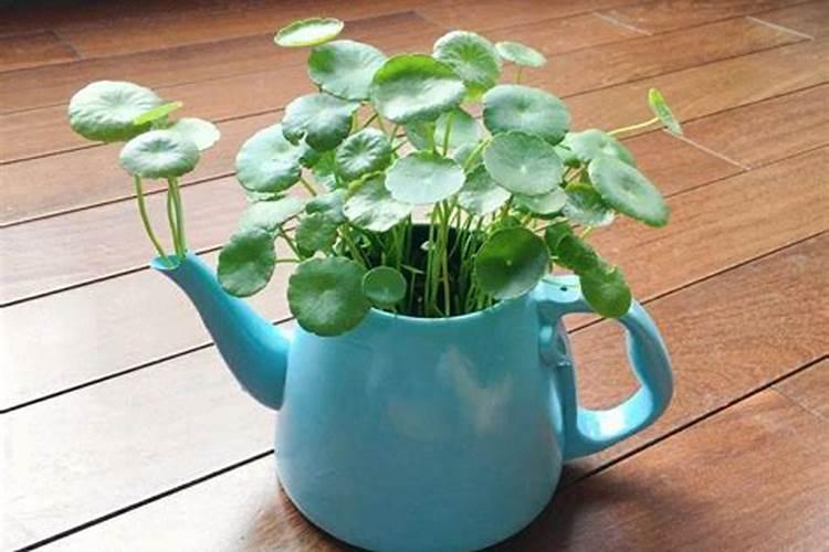 这8种植物夏天长得可快了,一定要多浇水、多施肥!