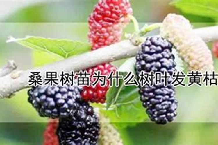 桑果树怎样种植