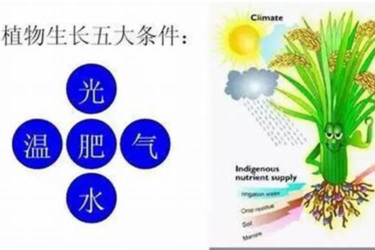 植物是怎么吸收磷的？