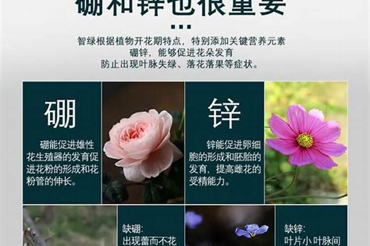如何用磷钾肥养护花卉