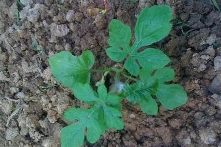 花生三遍叶面肥最忌三种蔬菜