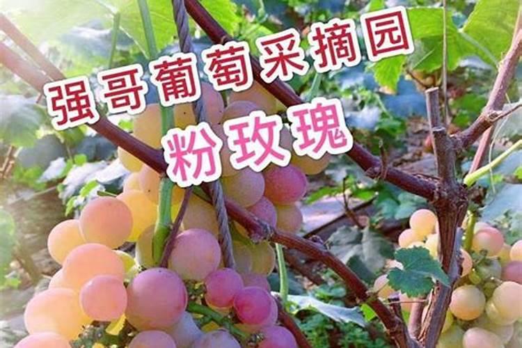 辽宁抚顺能种树葡萄吗