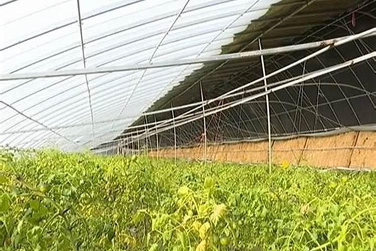 刺五加苗木批发价格多少钱一棵？刺五加种植方法介绍