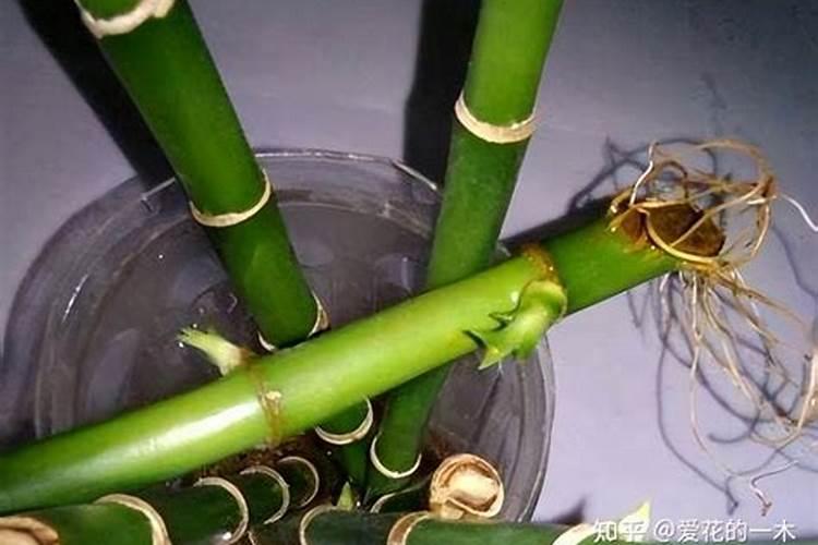 水养富贵竹没有生根可以放化肥吗1