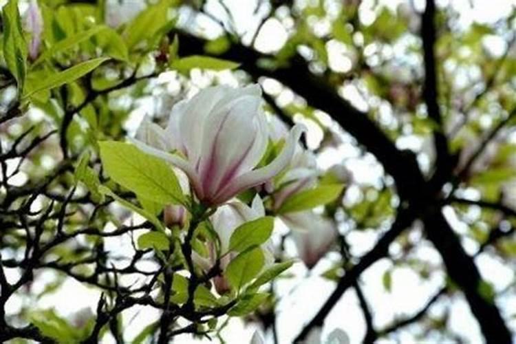 白兰花施什么肥料最好