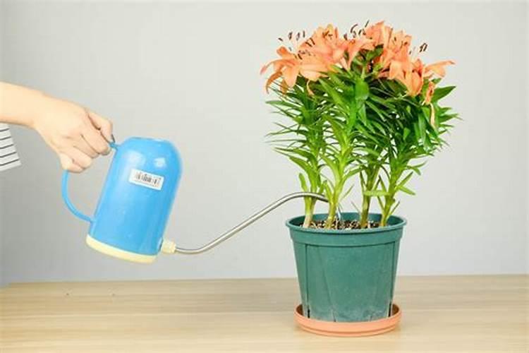 百合花怎么养？