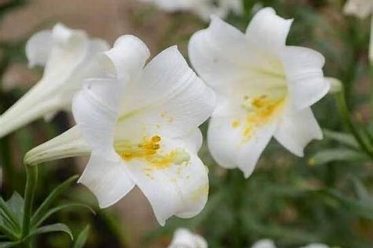 百合花的盆栽养护秘诀,5个小诀窍让百合花开爆盆
