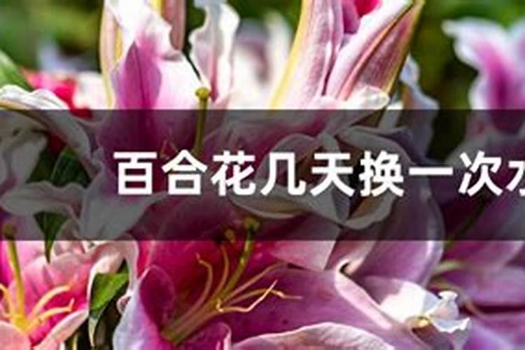 盆栽百合花施什么肥好呢？百合花怎么施肥呢？