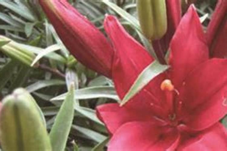 百合花的盆栽养护秘诀,5个小诀窍让百合花开爆盆