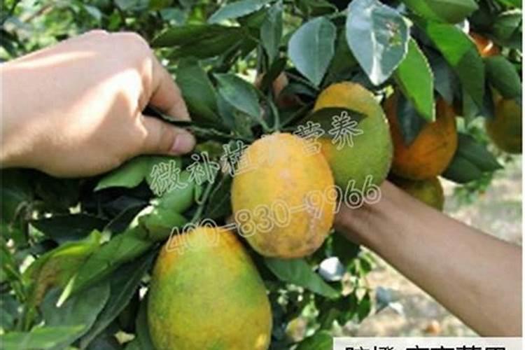 六月份脐橙用什么肥料比较好？